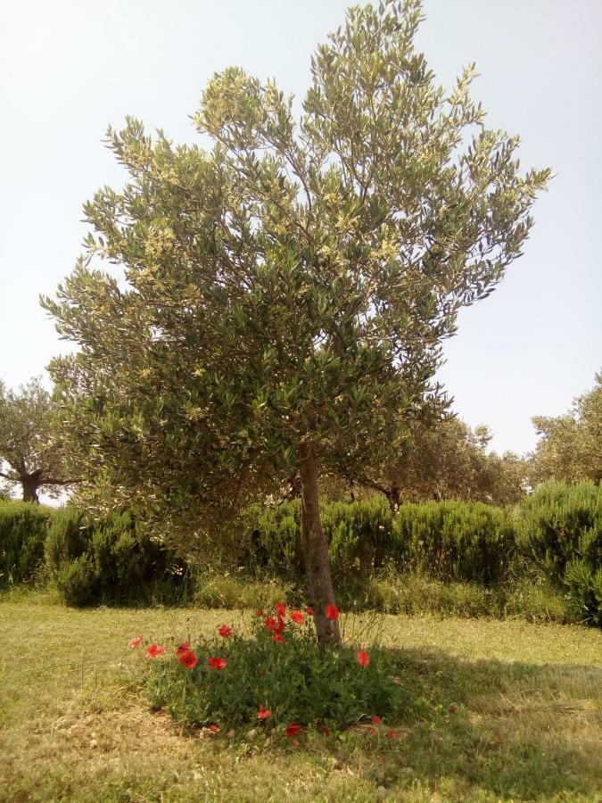 B&B Curica Doma Donje Polje Exterior foto